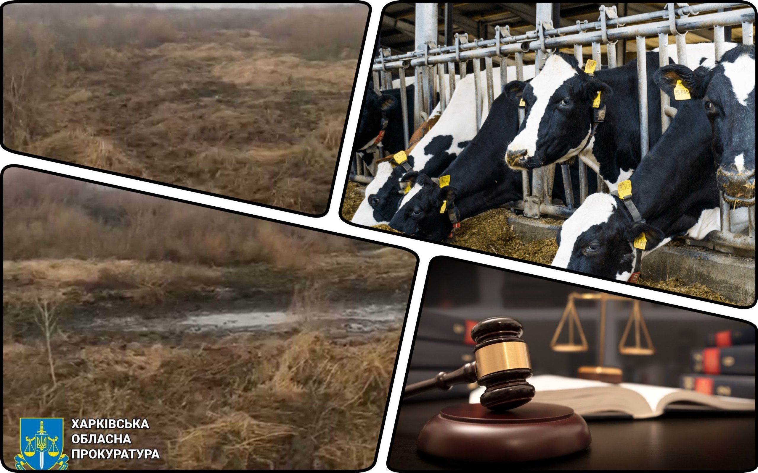 Photo – Ex-farm director to be tried in Kharkiv region for land contamination with manure