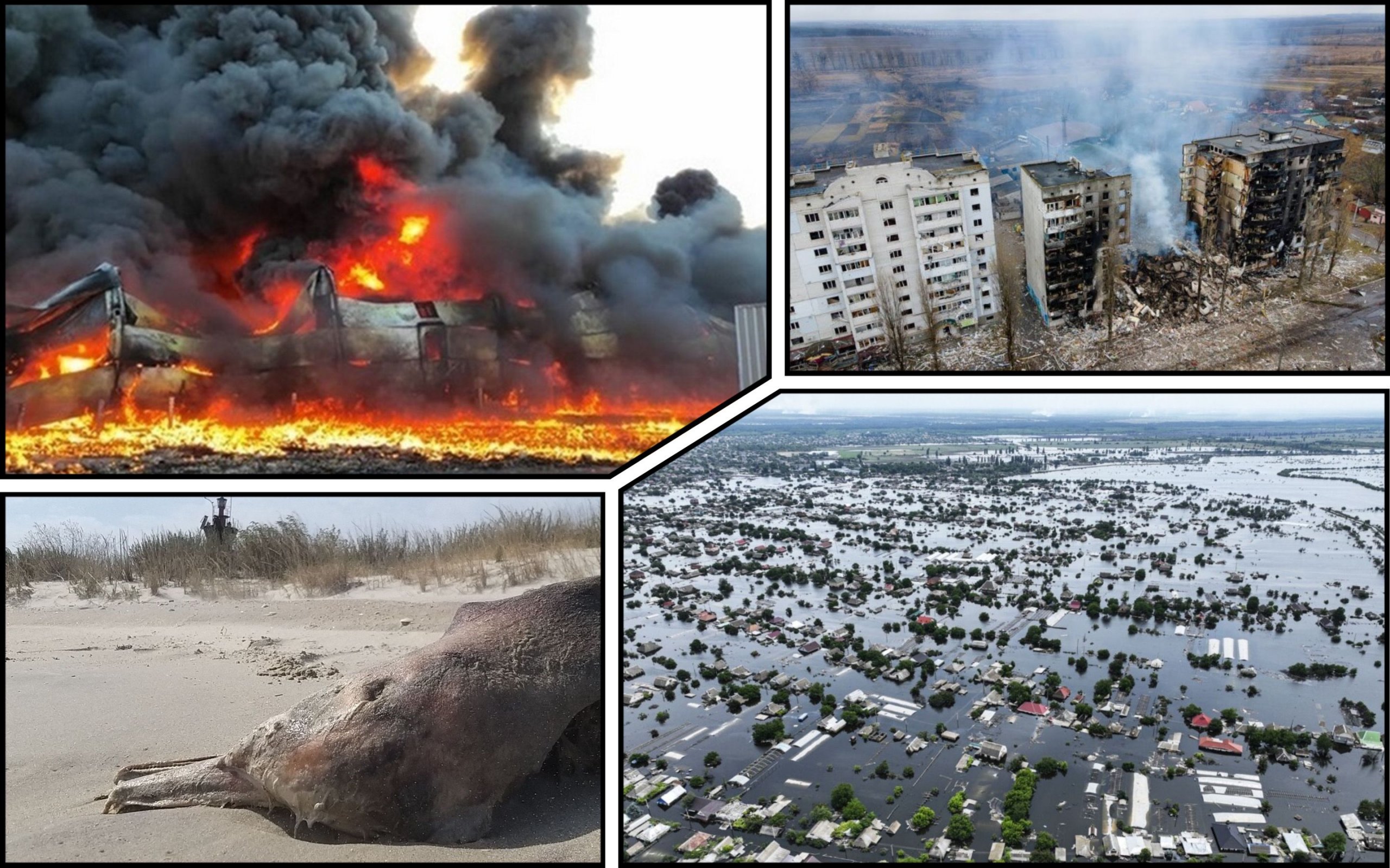 Photo – Ukraine has started collecting evidence of Russian war crimes against the environment: how to get involved