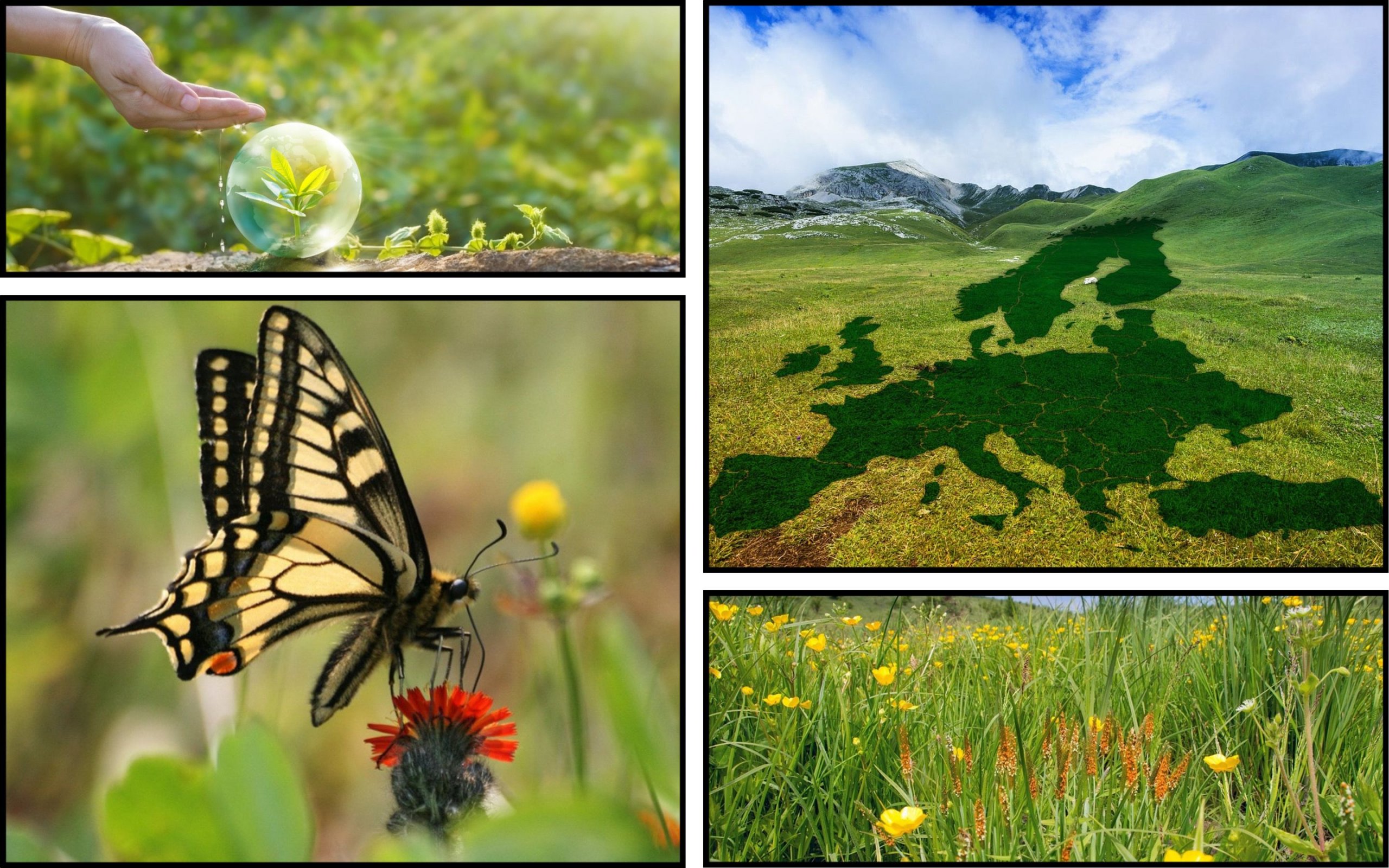 Photo – European Parliament adopts law to restore 20% of land and sea by 2030