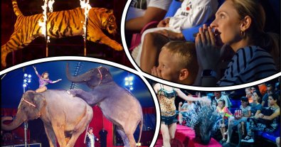 Фото – Зоозахисники закликали батьків не водити дітей у цирки з тваринами і пояснили чому