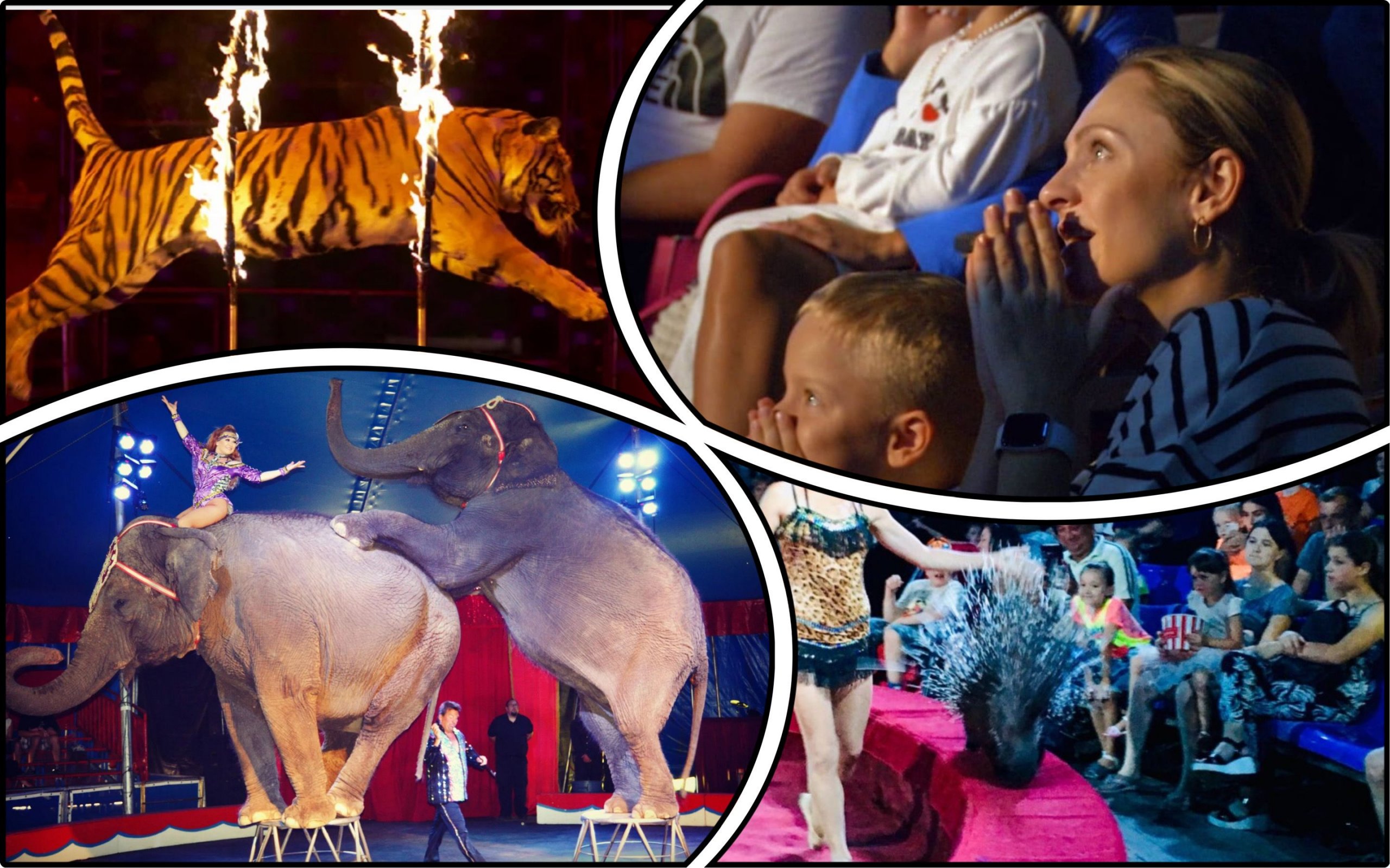 Photo – Animal rights activists urged parents not to take their children to circuses with animals and explained why