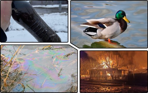 Kharkiv residents start rescuing ducks poisoned by oil products