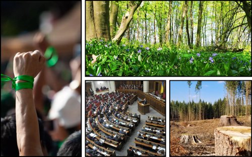 Экоактивисты выступили против законопроекта №9516 "Об управлении лесами"