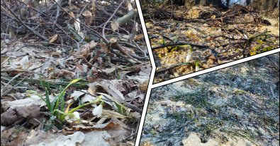 Photo – Forest with Red Book plants is being illegally destroyed near Kyiv – KECC