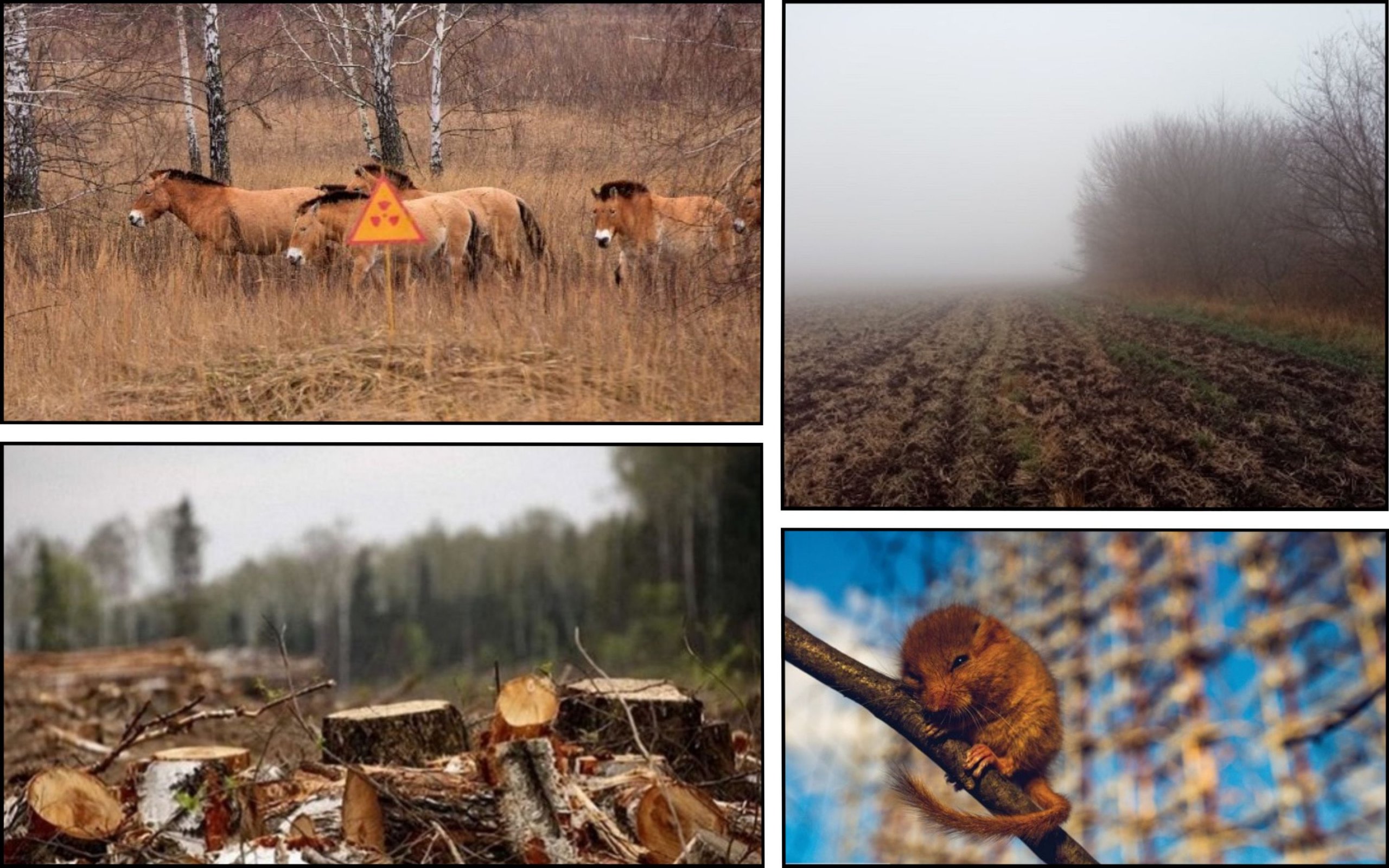 Photo – Cut down trees and new fields: results of the first inspection of the Chornobyl zone