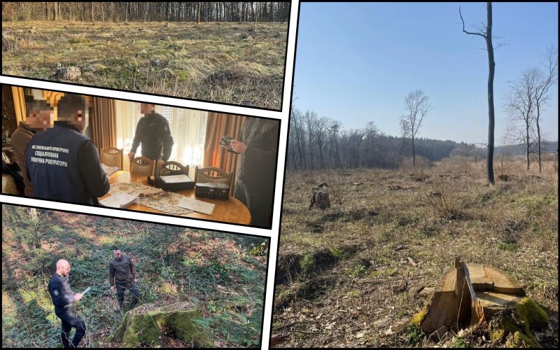 Eight forestry managers accused of large-scale illegal logging in Lviv region