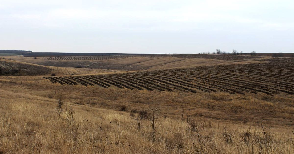 Photo – A unique steppe is being turned into a forest: environmental activists raise the alarm in Mykolaiv region