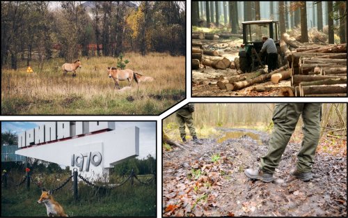 В Чернобыльской зоне будут проводить облавы на черных лесорубов, рыбаков и фермеров