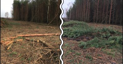 Фото – На Рівненщині на орендованих землях знищили лісу на мільйони гривень
