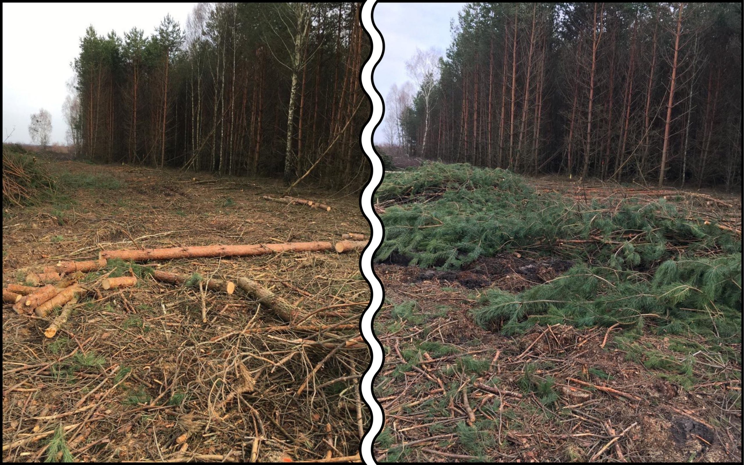 Photo – Forests worth millions of hryvnias destroyed on leased land in Rivne region