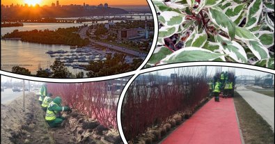 Фото – У Києві на набережній створили “зелений екран” від пилу та шуму