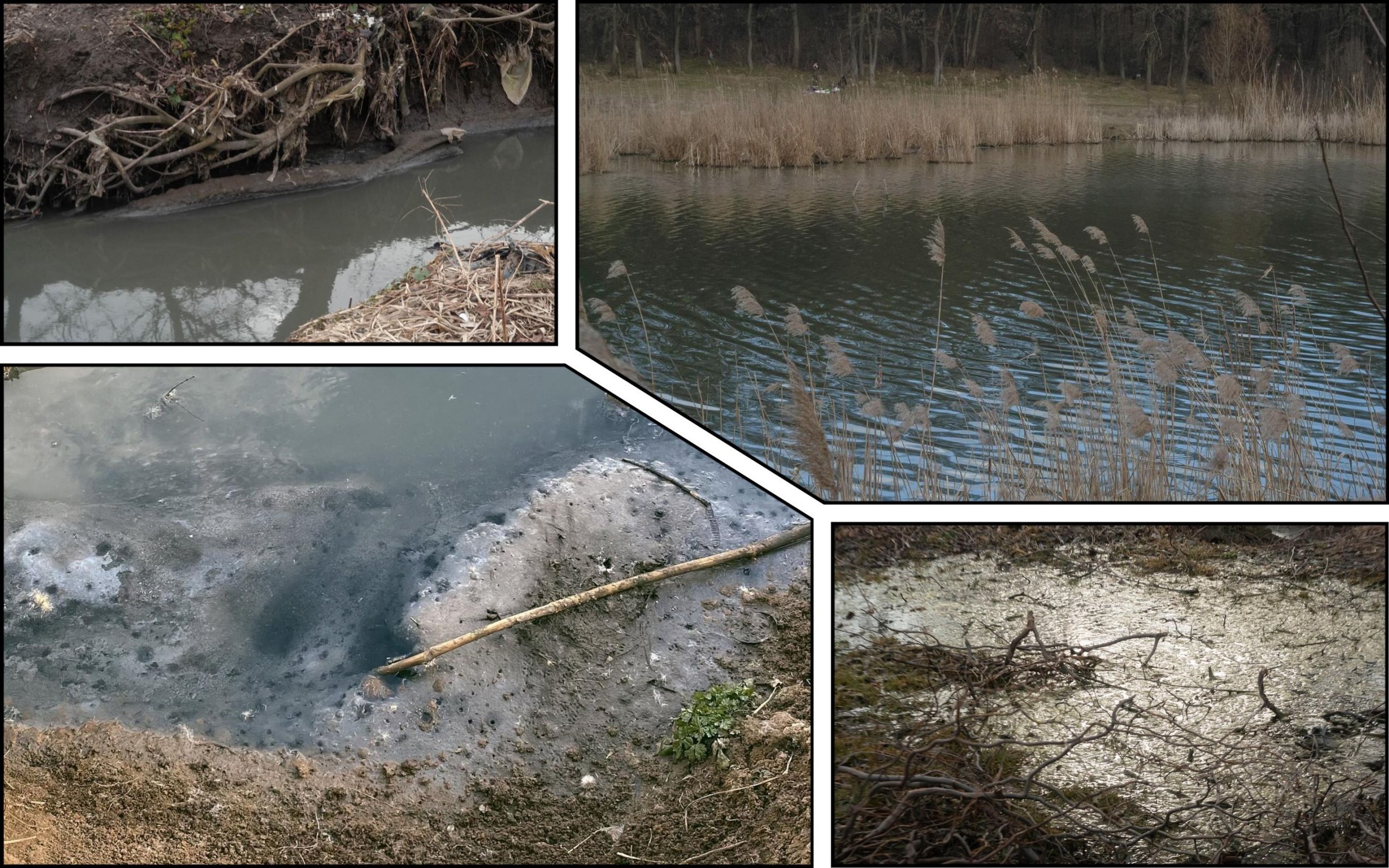 Photo – Environmental activists raised the alarm about the extinction of ponds in Poltava. Photo.