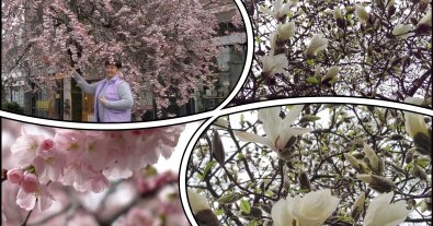 Photo – Crazy sakura and magnolia have blossomed in Transcarpathia. Photo.