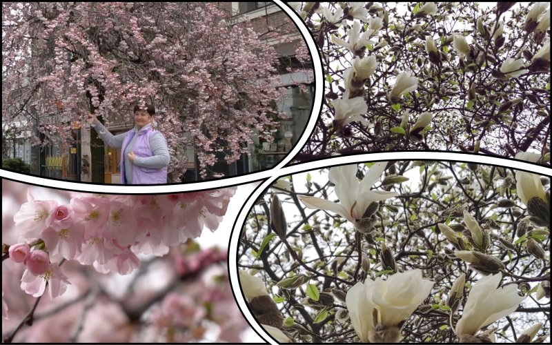 Crazy sakura and magnolia have blossomed in Transcarpathia. Photo.