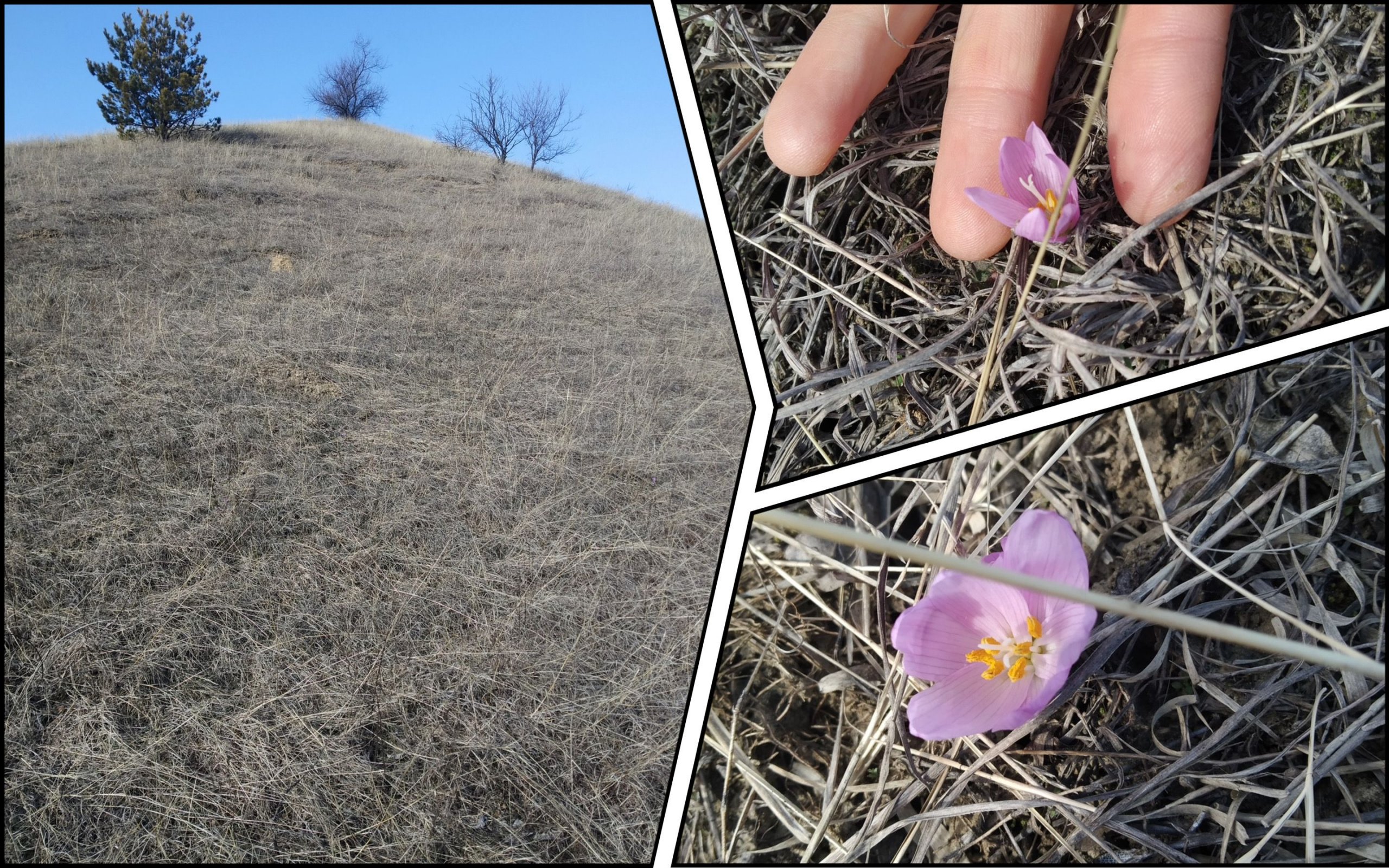 Photo – New center with rare flowers discovered in Cherkasy region. Photo.