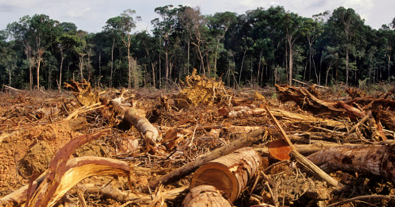 Photo – A criminal group in Volyn chopped down wood worth millions of hryvnias