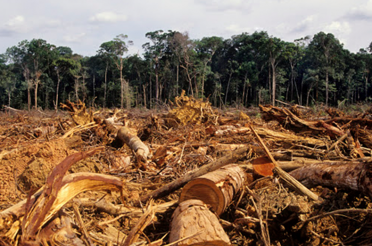 A criminal group in Volyn chopped down wood worth millions of hryvnias