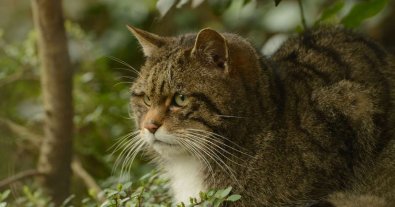 Photo – A photo trap captured an almost extinct species of forest cat. Photo fact