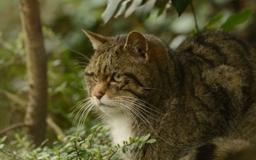 В Україні фотопастка зафіксувала практично зниклий вид лісового кота. Фотофакт