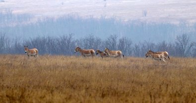 Photo – Wild animals are being returned to the steppes of Odesa region
