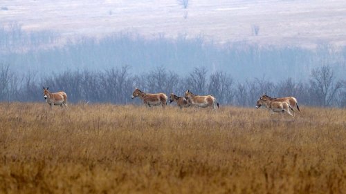 Wild animals are being returned to the steppes of Odesa region