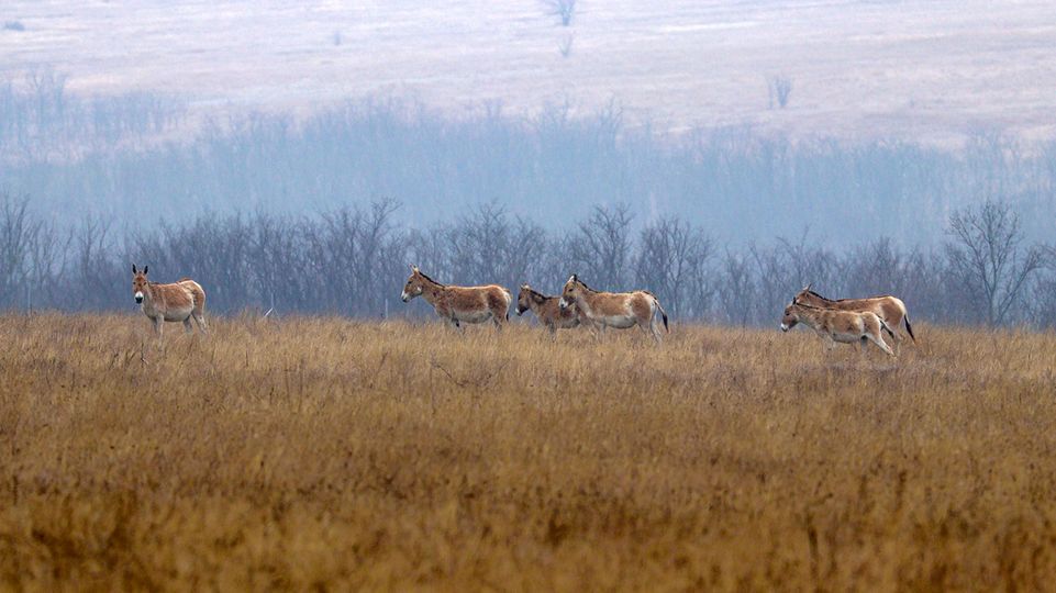 Photo – Wild animals are being returned to the steppes of Odesa region