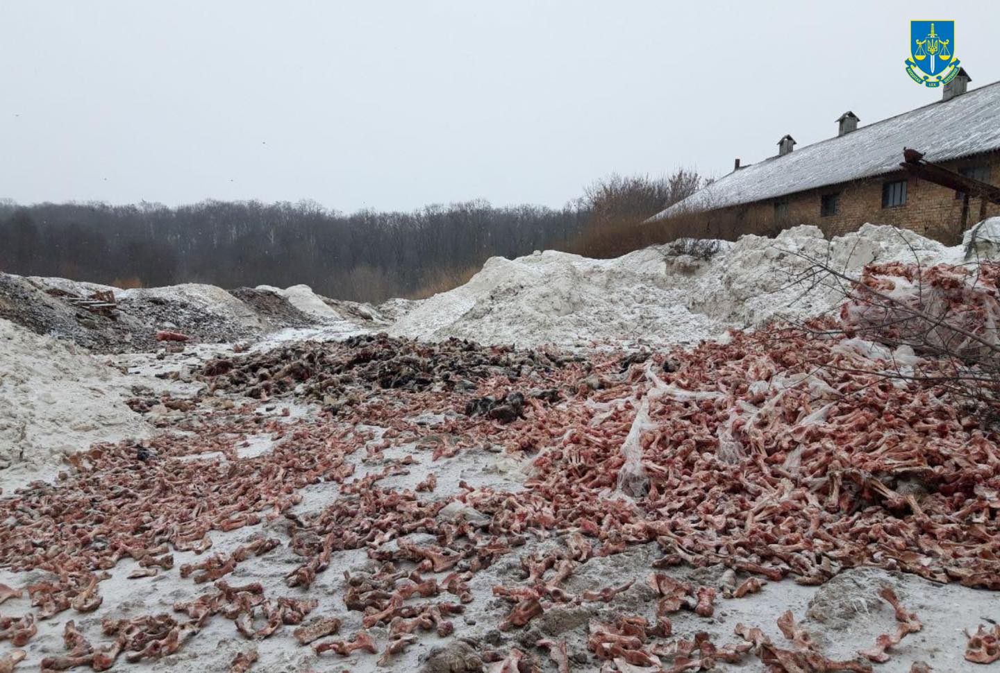 Photo – An environmental disaster is brewing in the Kyiv region due to the carcasses of dead animals