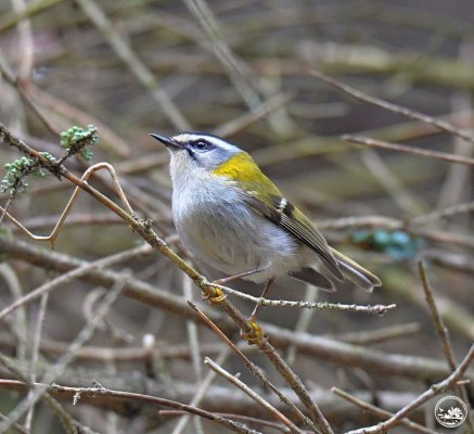 A new species of birds was recorded in the Chornobyl Reserve