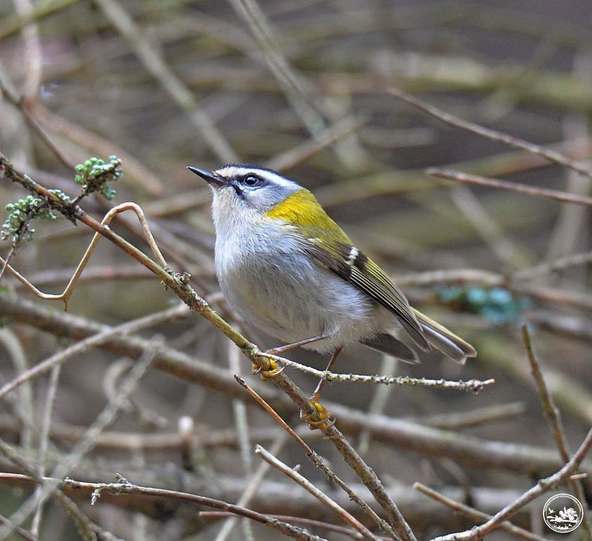 Photo – A new species of birds was recorded in the Chornobyl Reserve