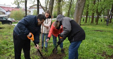 Фото – Во Львовской области за 2 месяца высадили более 5 млн деревьев