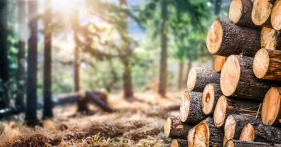 Photo – The Cabinet of Ministers has expanded opportunities for mining and logging in protected areas