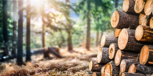 В Киевской области осудили троих мужчин за вырубку деревьев на сумму более 1,2 млн грн
