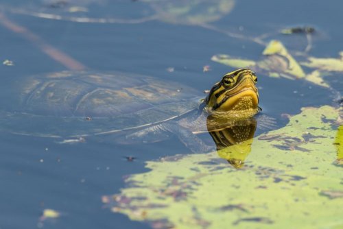 A contaminated pond with endangered turtles found in Dnipro