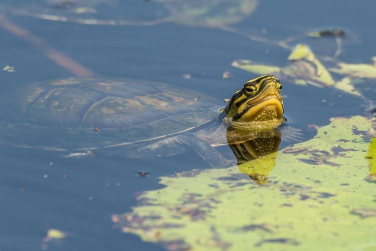 A contaminated pond with endangered turtles found in Dnipro