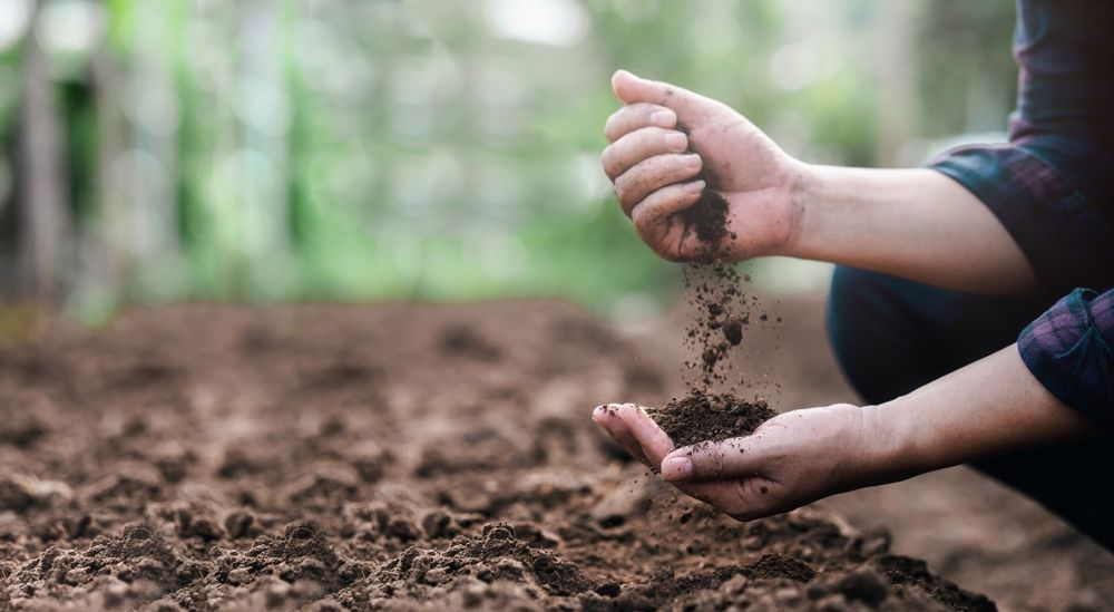 Photo – A company polluted the land with waste from food processing in Chernihiv region