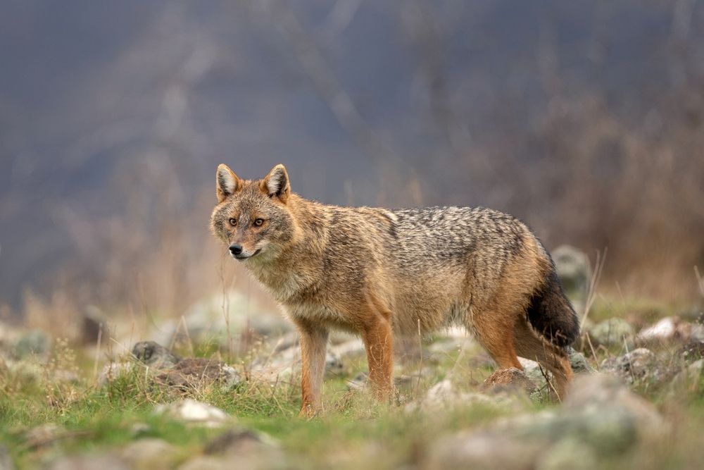 Photo – A new species of predators spotted in the Chornobyl reserve
