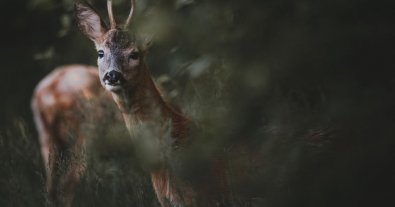 Фото – На Дніпропетровщині через війну збільшилась кількість тварин
