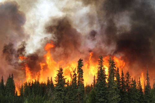 В 2023 году в ЕС более полумиллиона гектаров леса были уничтожены пожарами