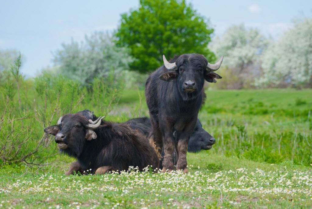 Photo – 6 water buffaloes found a new home in the Danube Biosphere Reserve