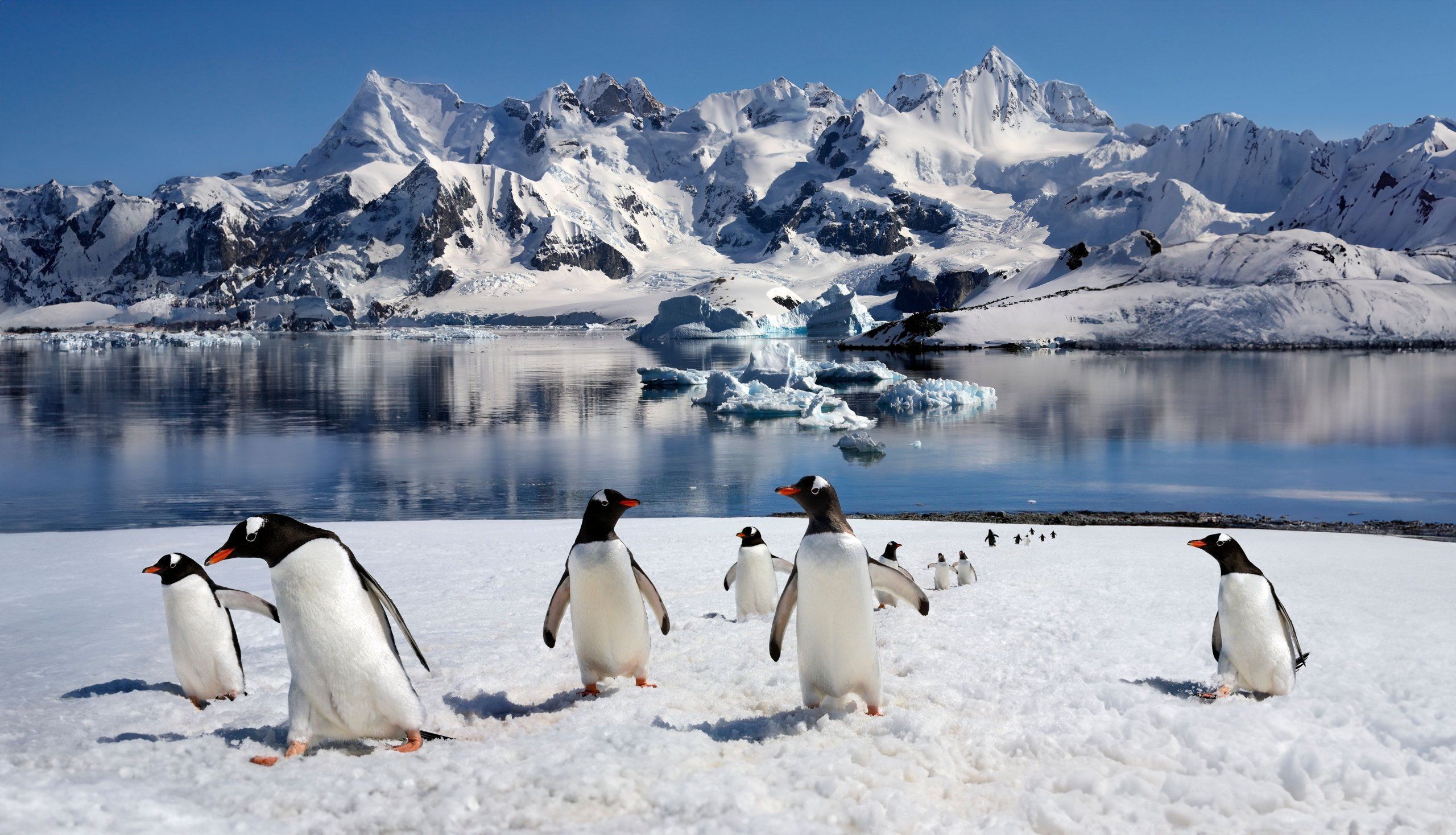 Photo – Ukraine's scandal over money for the Antarctic program: why you shouldn't breed treason