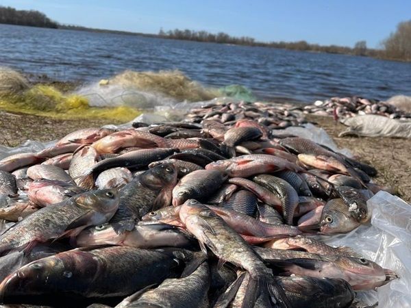 Photo – A poacher who caught fish worth more than UAH 3 million will stand trial in Poltava region