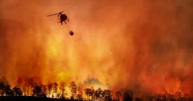 Фото – В 2024 году мир потерял рекордное количество лесов
