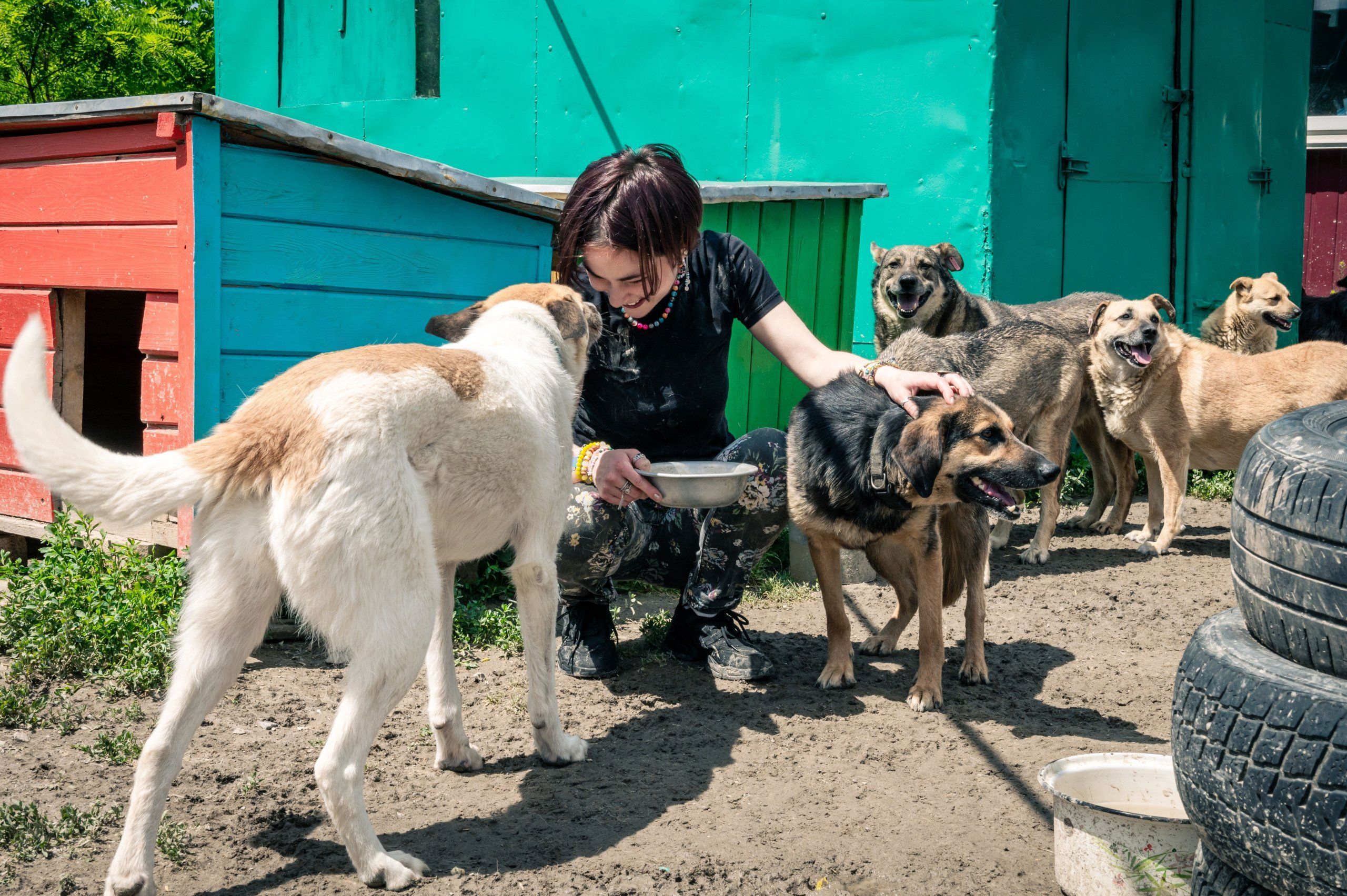 Photo – UAnimals volunteers tell how they help to save animals in Kharkiv region