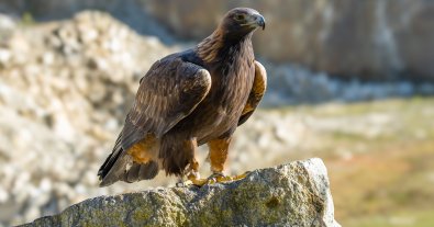 Photo – Birds change their migration routes due to the war in Ukraine