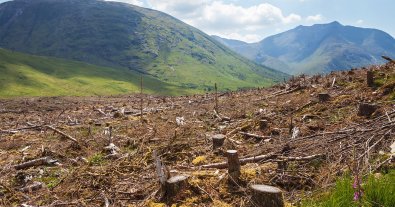 Photo – In the Carpathian region, another forest master was caught abusing his official position