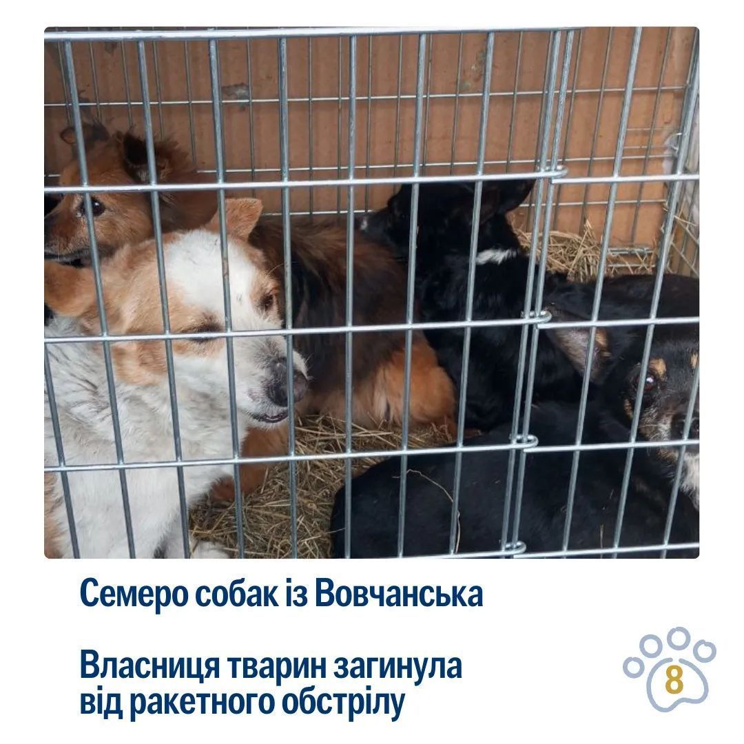 UAnimals, Instagram