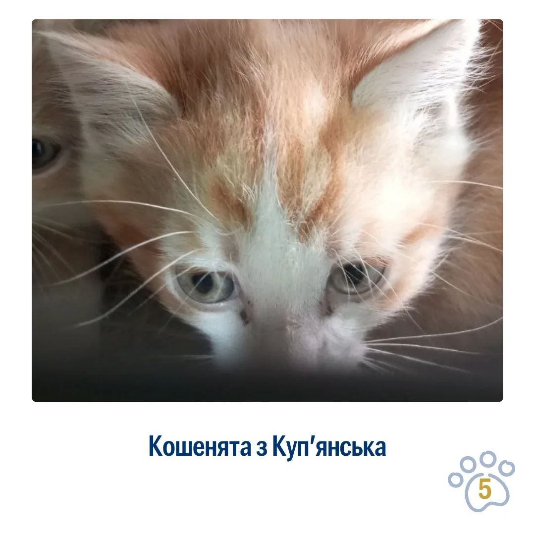 UAnimals, Instagram