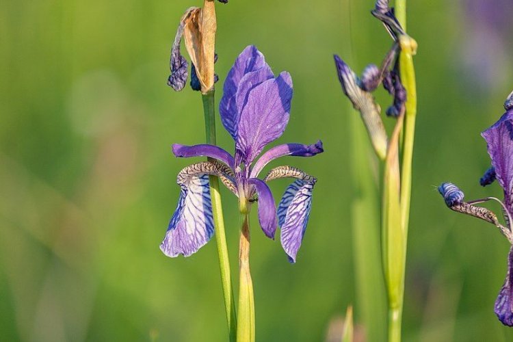 Red Book plants destroyed on Obolon Island in Kyiv