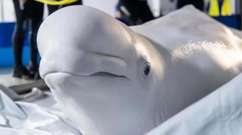 Ukrainian beluga whales have become migrants in Spain. Video.
