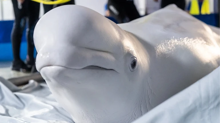 Photo – Ukrainian beluga whales have become migrants in Spain. Video.
